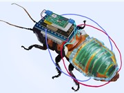 Gián cyborg điều khiển từ xa hỗ trợ con người tìm kiếm và cứu hộ